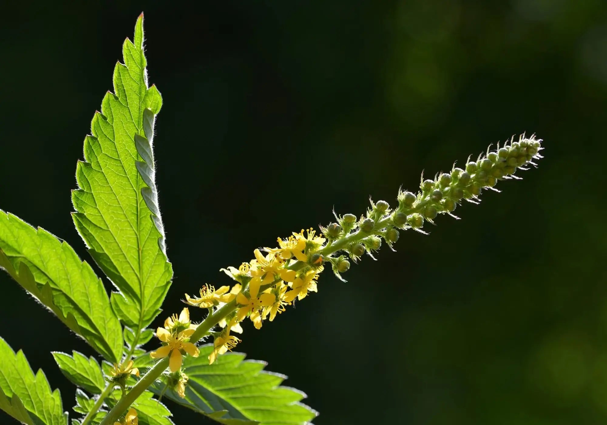 Билката камшик: противопоказания