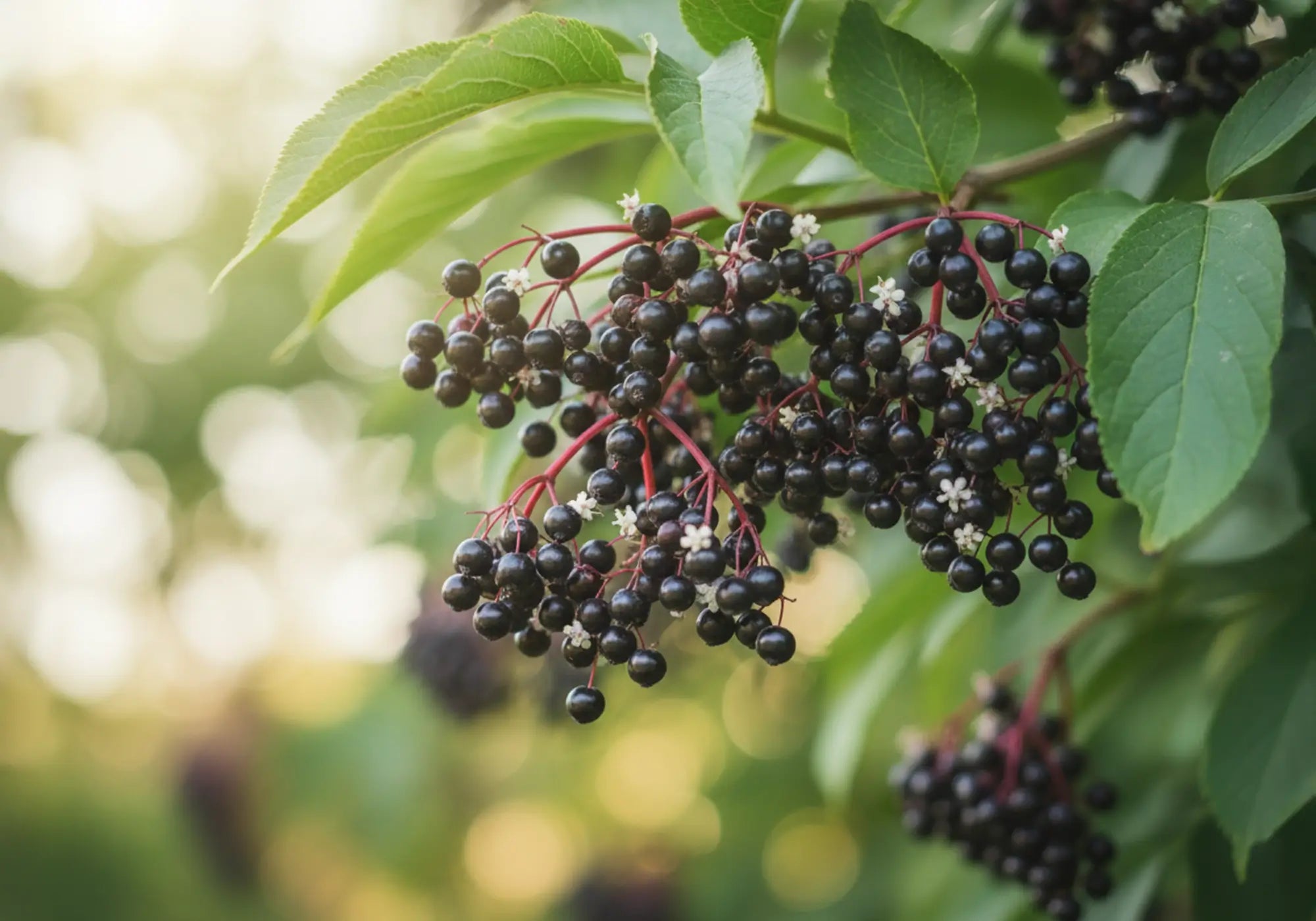 Бъзак: ползи и лечебни свойства