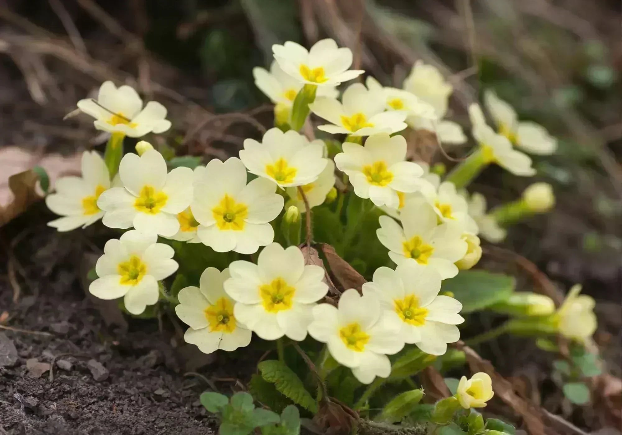 Иглика - лечебни свойства