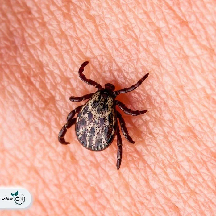 Лаймска болест: Симптоми и възможности за ефикасно лечение