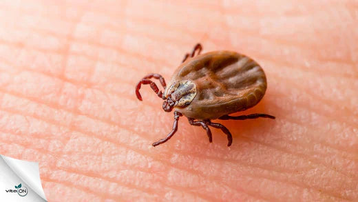 Лаймска болест: Симптоми и възможности за ефикасно лечение